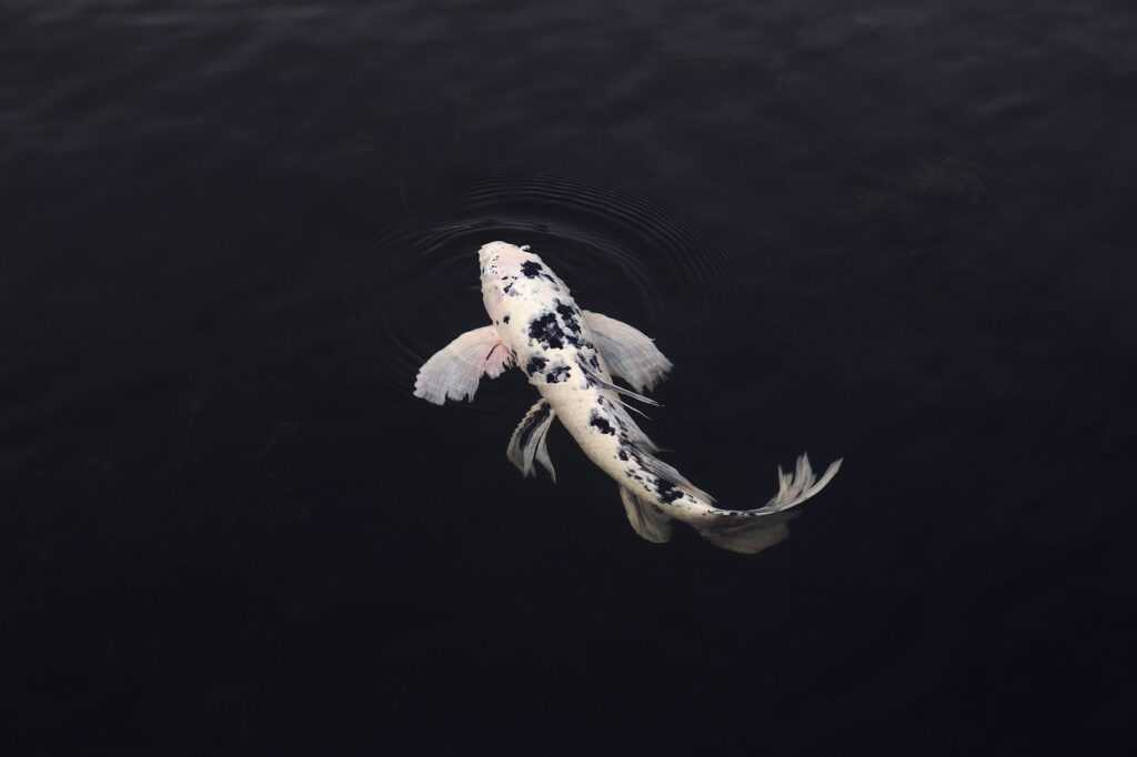 koi, fish, minimal-4543131.jpg